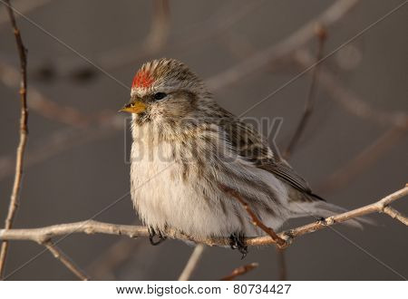 Common Redpoll