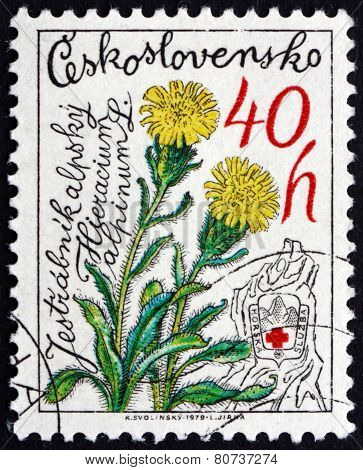 Postage Stamp Czechoslovakia 1979 Hawkweed, Mountain Flower