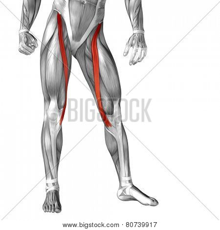 Concept or conceptual 3D sartorius human upper leg anatomy or anatomical and muscle isolated on white background