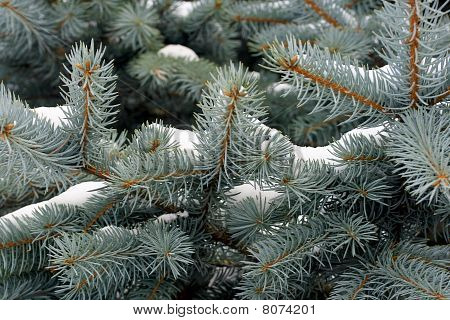 Hintergrund der eine blaue Fur-tree