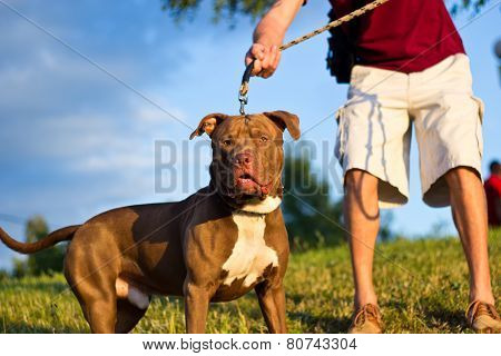 Man With Dog