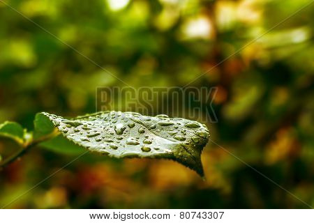Leaf With Water Drops
