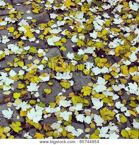 Leaves