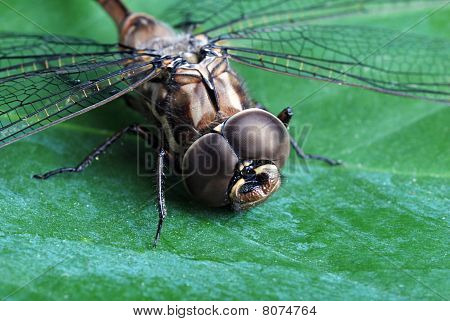 Dragon fly na zelený list