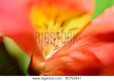 Base of Alstroemeria Flower Petal in Abstracted Macro