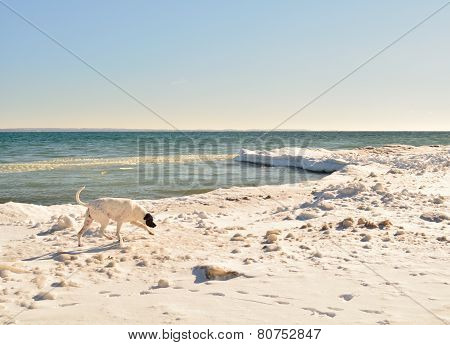 Snowy Lake Michigan Beach with Sniffing Dog in Motion