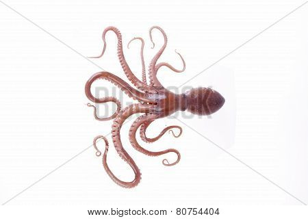 Octopus