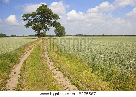 Paysage d'été