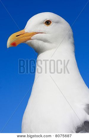 海鸥在蓝色的天空之前的脖子