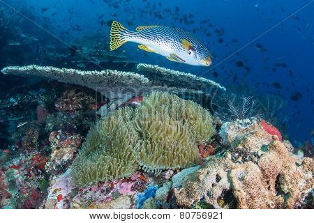 Sweetlips on a coral reef