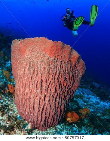 Diver And Large Barrel Sponge