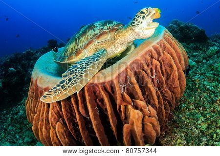 Yawning Turtle