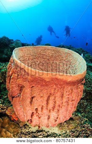 SCUBA divers and barrel sponge