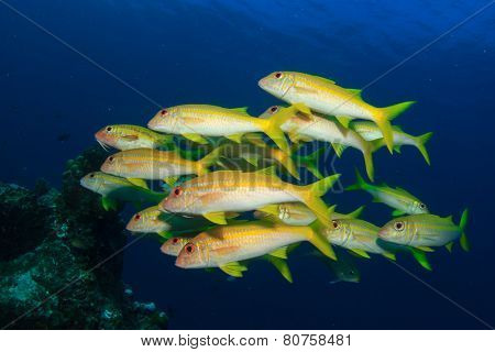 Fish School Goatfish