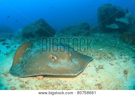 Stingray (Pink Whipray)