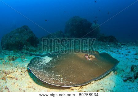 Stingray (Pink Whipray)
