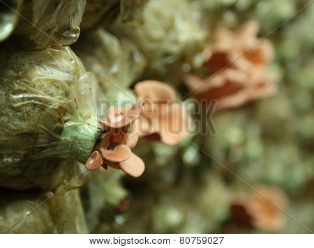 Pink Oyster Mushroom (pleurotus Djamor) On Spawn Bags