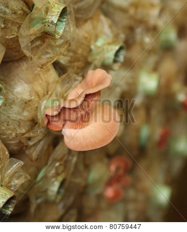 Pink Oyster Mushroom (pleurotus Djamor) On Spawn Bags