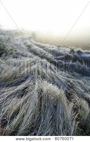 shrubs on a cold icy morning in Borja, Zaragoza, Aragon, Spain.