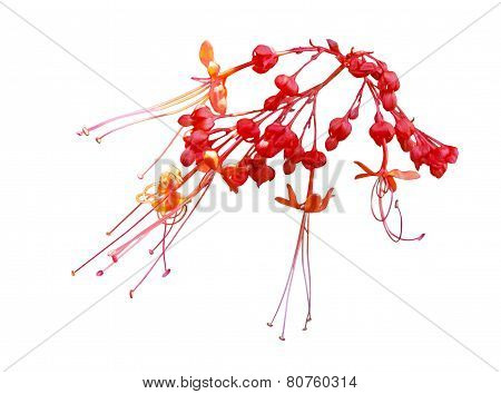 Java Glorybower Flower