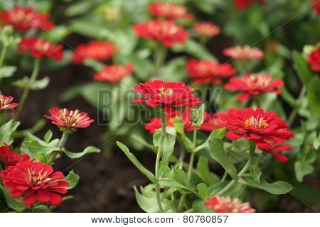 Red Zinnia Flower