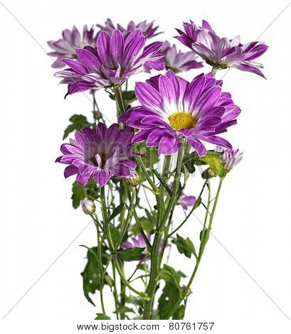 purple chrysanthemum on white background