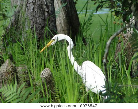 Garza pesca