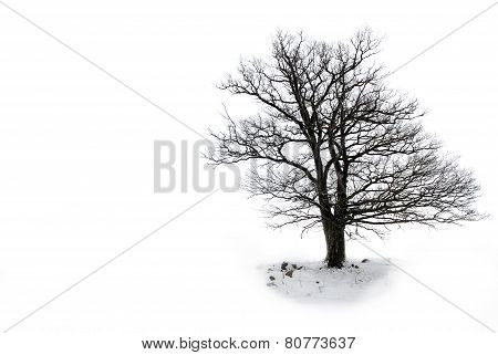 Lone Tree Without Leaves