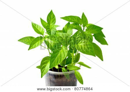 Young paprika plant isolated on white background