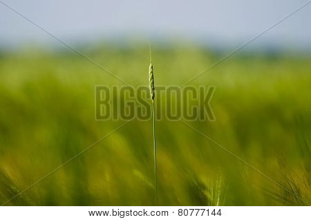 ear of wheat