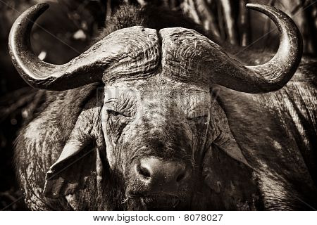 Buffalo