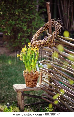 yellow narcissus in pot, osier wicker fence in early spring garden
