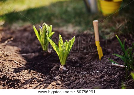 hyacinth bulbs planted in ground and shovel in spring sunny garden