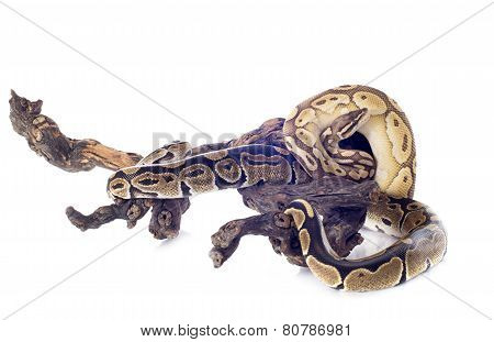 Python Regius