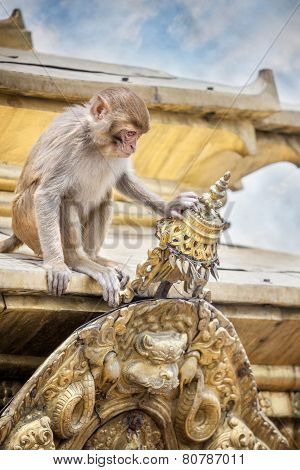 Monkey On The Temple In Nepal