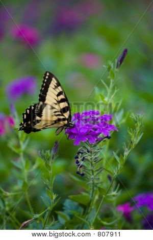 Gelb Schmetterling auf purpurrote Blume