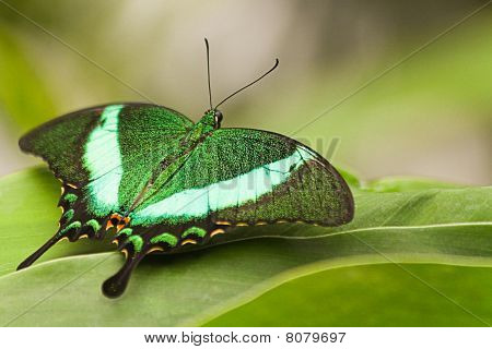 Rabo de andorinha verde pavão