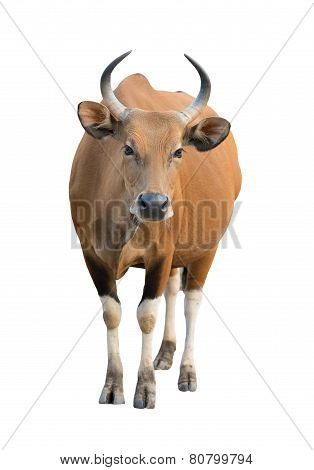 Female Banteng Isolated