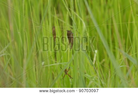Nest of spiders on a blade of grass