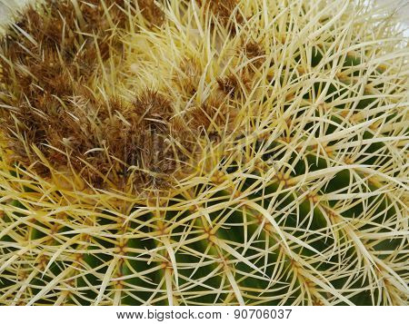 The Golden ball or barrel cactus