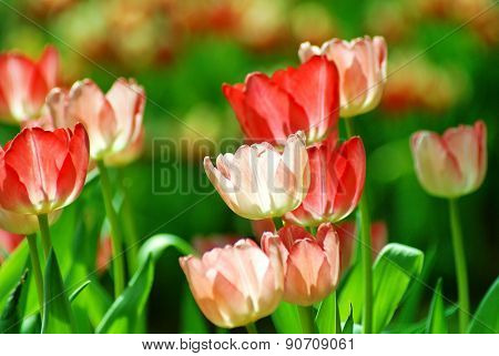 Pink tulip in sunlight
