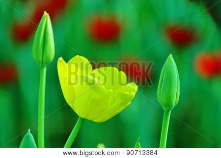 Yellow & green tulip on blur background