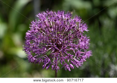 Allium Aflatunense