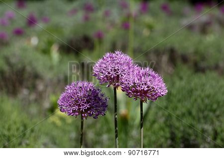 Allium Aflatunense