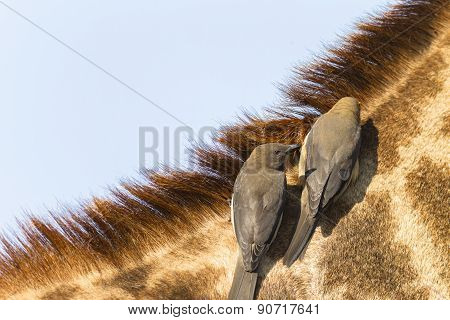 Giraffe Birds Relationship Wildlife