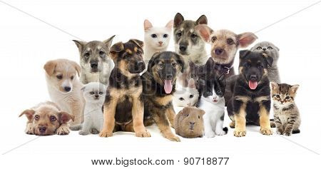 Set Of Pets