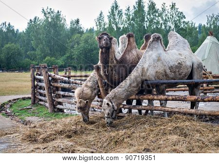 Two-humped Camels.nomad Camp