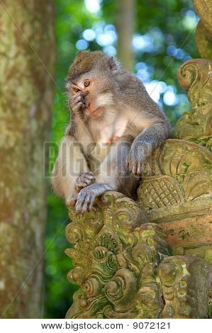 Macaco dalla coda lunga
