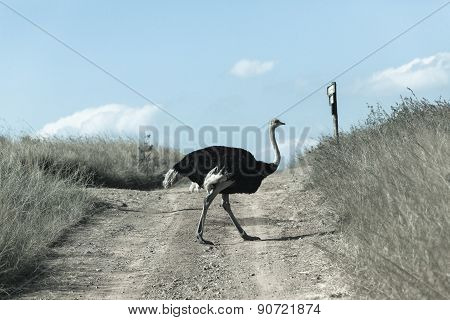 Ostrich Bird Wildlife