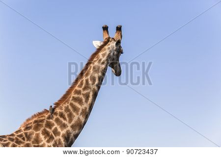 Giraffe Bird Relationship